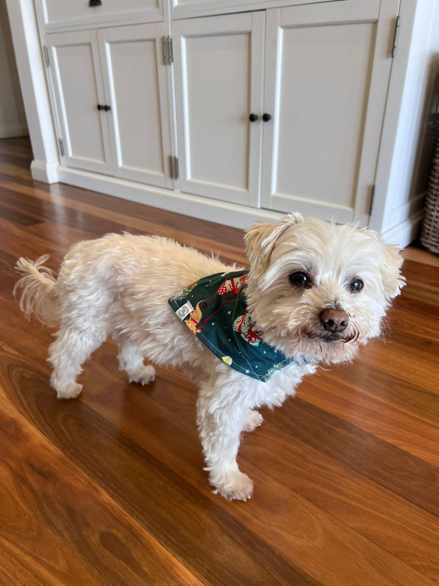 Down Under Christmas Dreams - Pet-Dannas