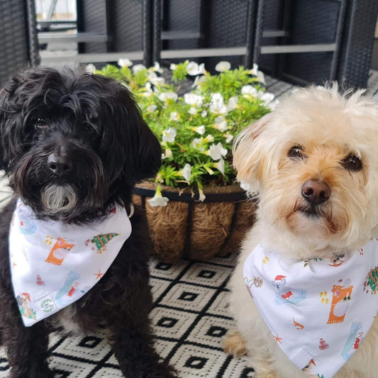 Aussie Christmas Summer BBQ - Pet Dannas