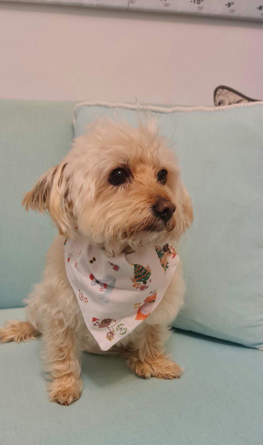 Aussie Christmas Summer BBQ - Pet Dannas