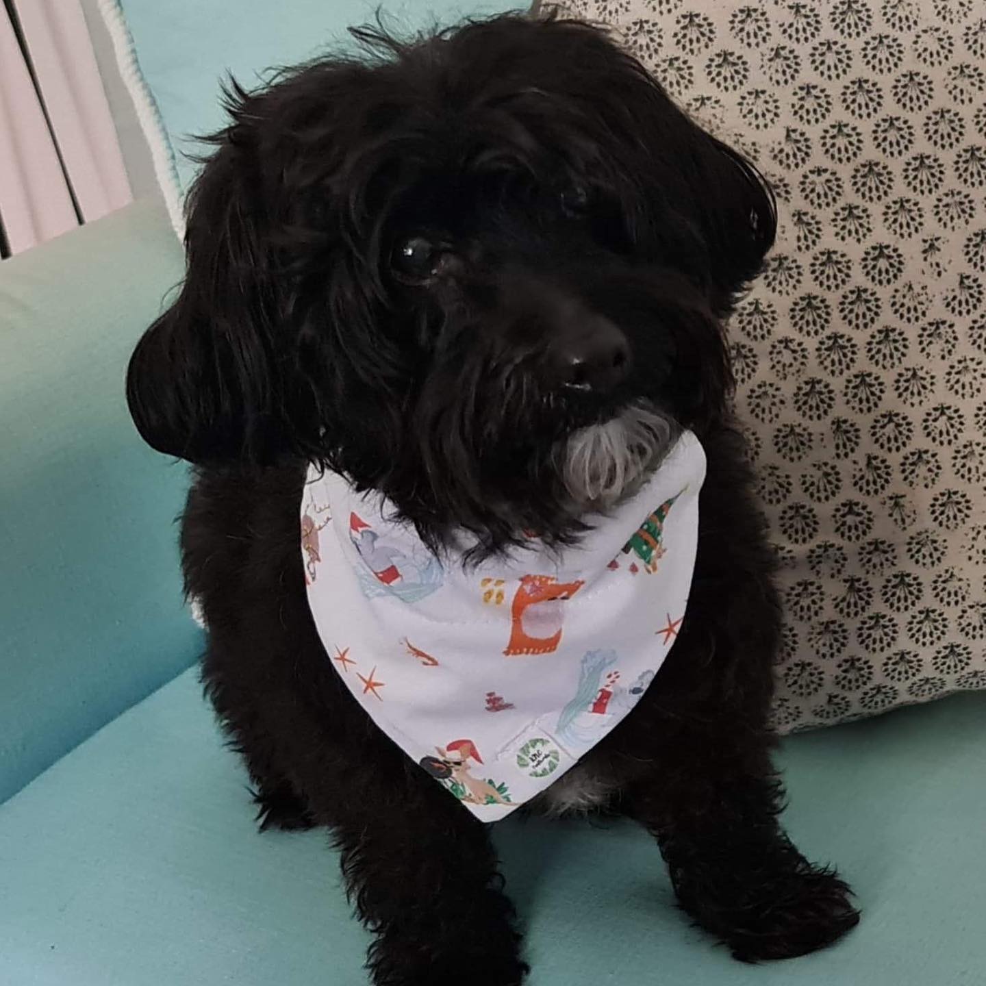 Aussie Christmas Summer BBQ - Pet Dannas